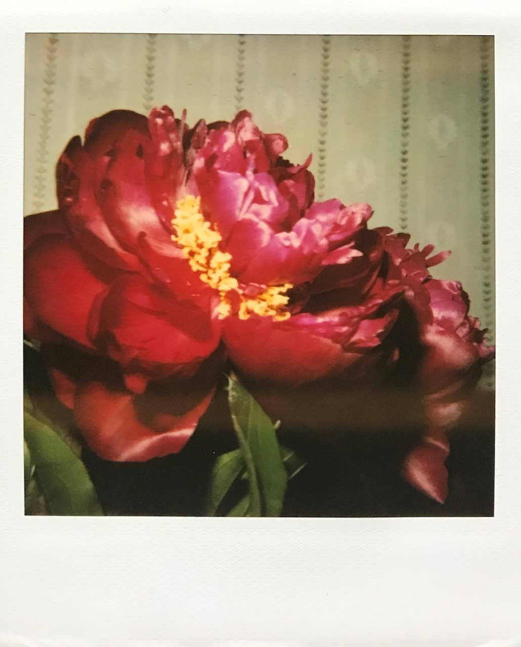 Christy Bush, Peony - Columbia Hotel, London, 2003
