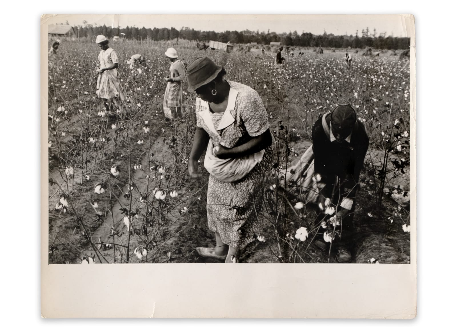 Ben Shahn, Cotton Pickers, Pulaski County, Arkansas, 1935
