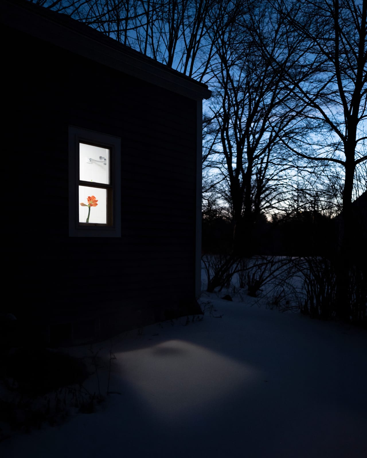 Cig Harvey, Amaryllis, Rockport, Maine, 2023