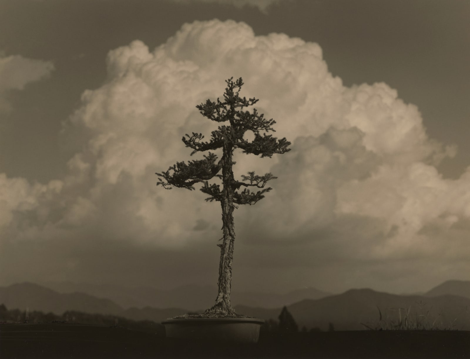 Yamamoto Masao, Bonsai #4039, 2019