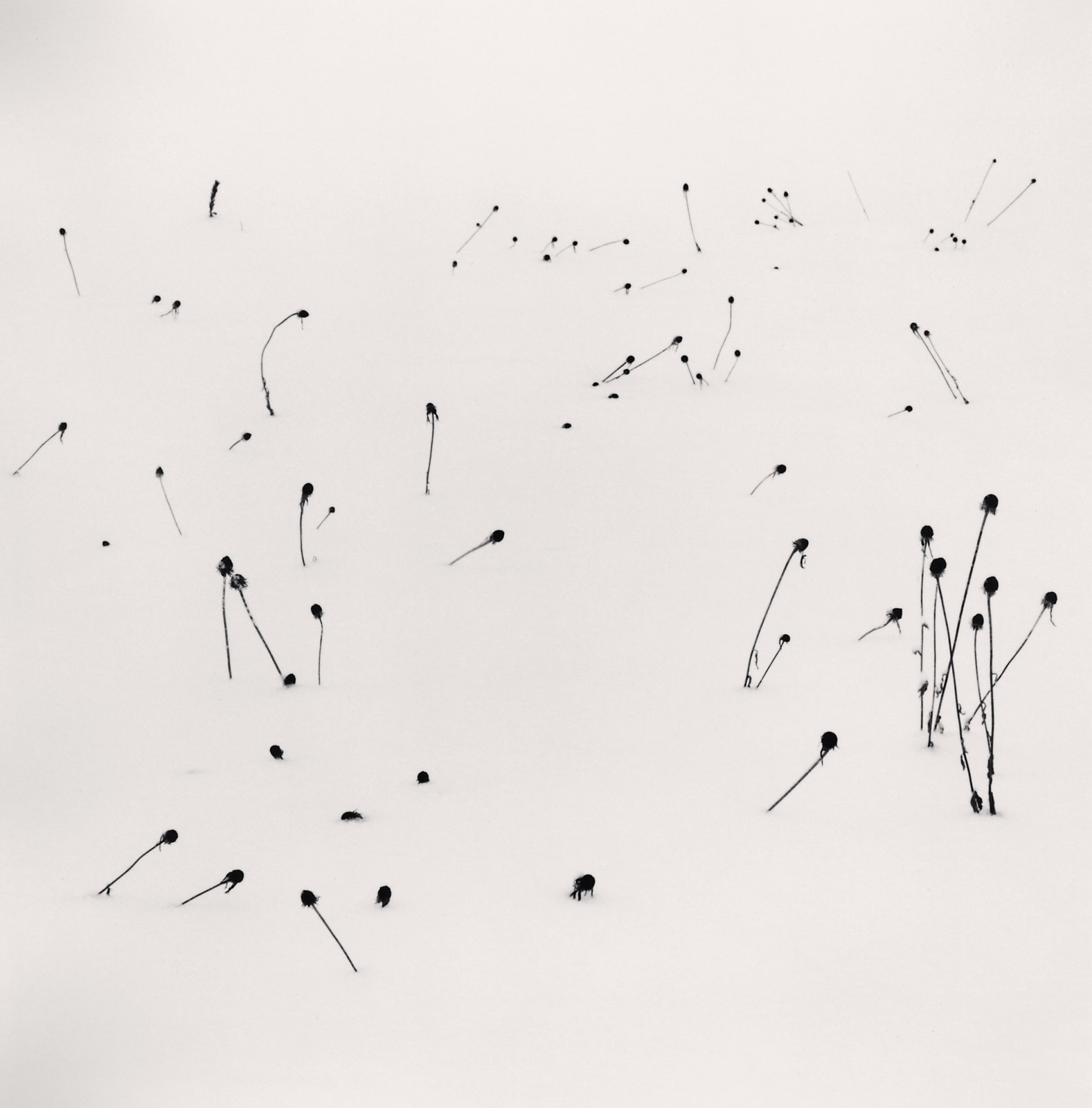 Michael Kenna, Flowers in Winter, Sanai, Hokkaido, Japan,, 2004