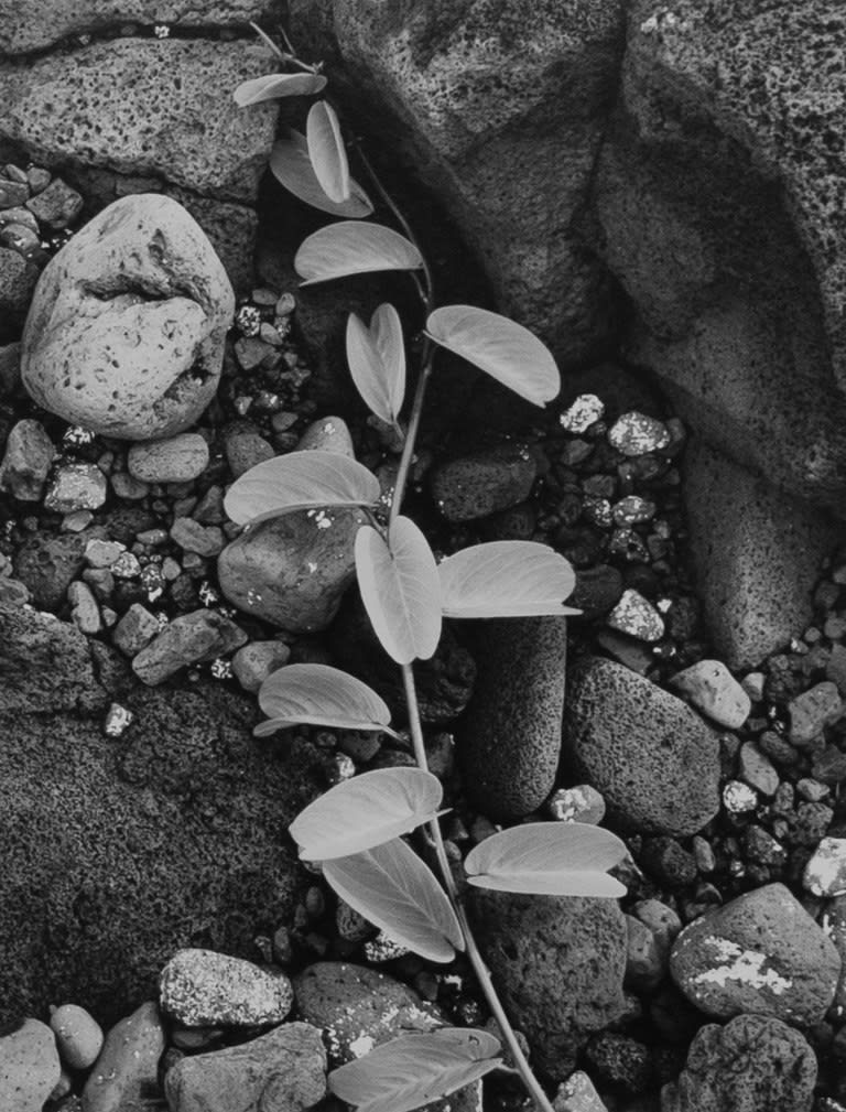 Ansel Adams, Vine and Rock, Island of Hawaii, 1948