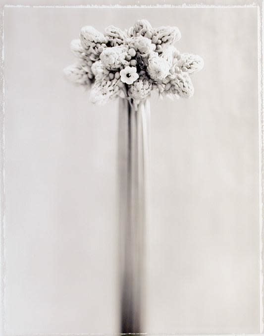 Ron Van Dongen, Ornithogalum Arabicum (SL046), 1998