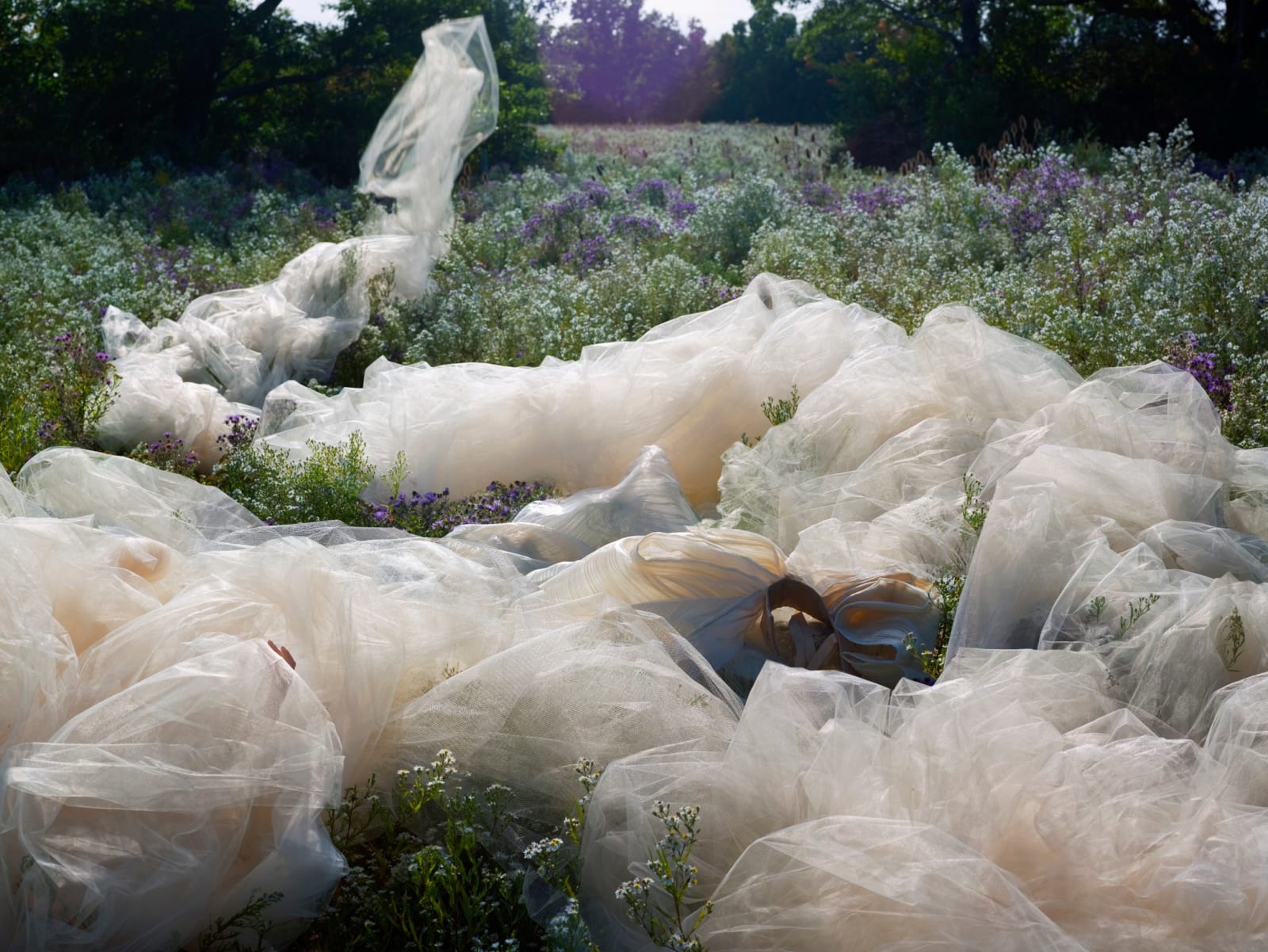 Edith Maybin, Untitled #15, The Garden Document , 2010