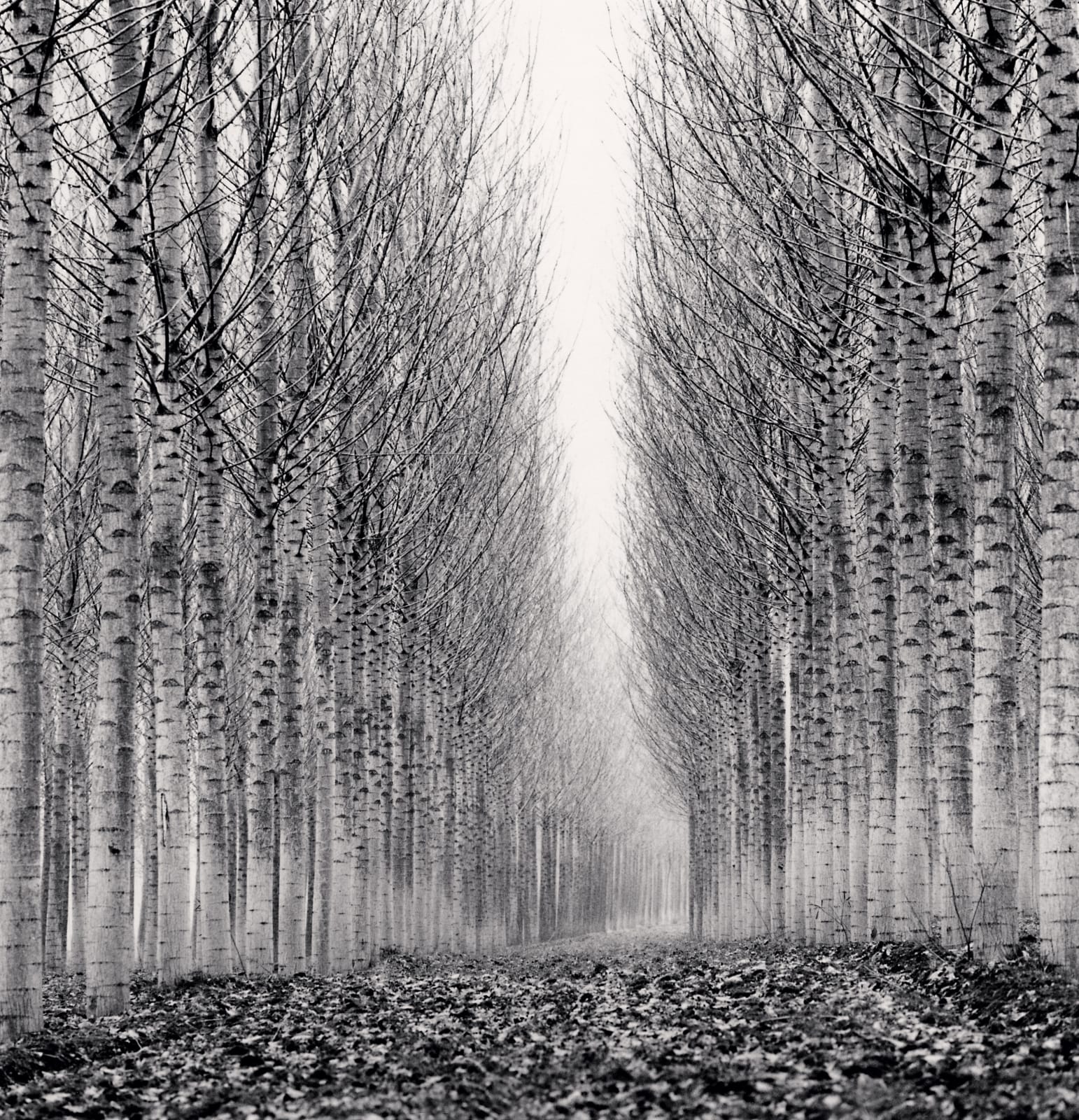 Michael Kenna, Corridor of Leaves, Guastalla, Emilia Romagna, Italy, 2006