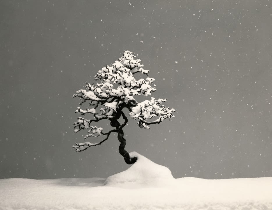 Yamamoto Masao, Bonsai #4012, 2018