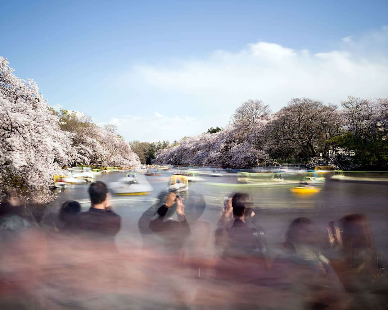 Matthew Pillsbury, Hanami #14, Inokashira Park, Saturday April 5th, 2014