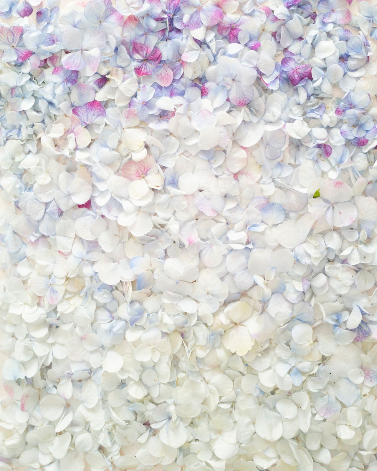 Cig Harvey, Ombred Petals, Rockport, Maine, 2022