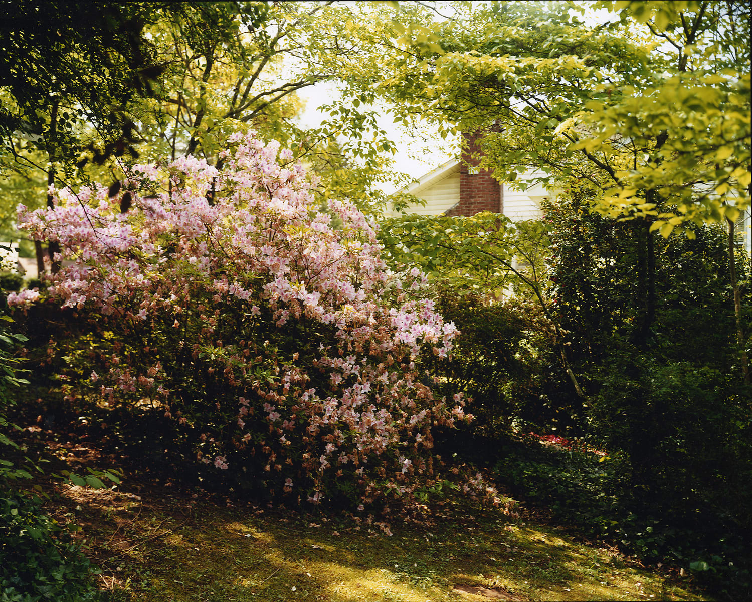 Angela West, My 33rd Spring #12, 2013