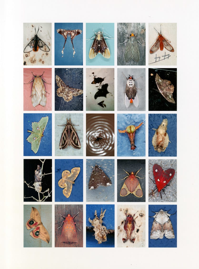 Emmet Gowin, Mariposas Nocturnas, Index No. 5, La Fortuna, Provincia de Chiriqui, Panama, August, 2005