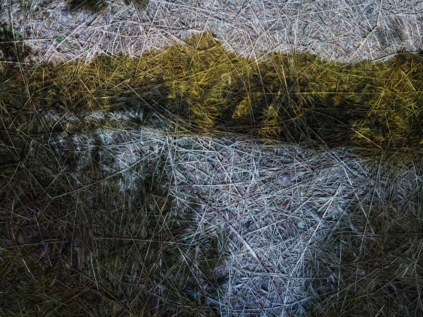 Abelardo Morell, Tent-Camera Image: View of the Seine River, Near Vetheuil, France, 2023