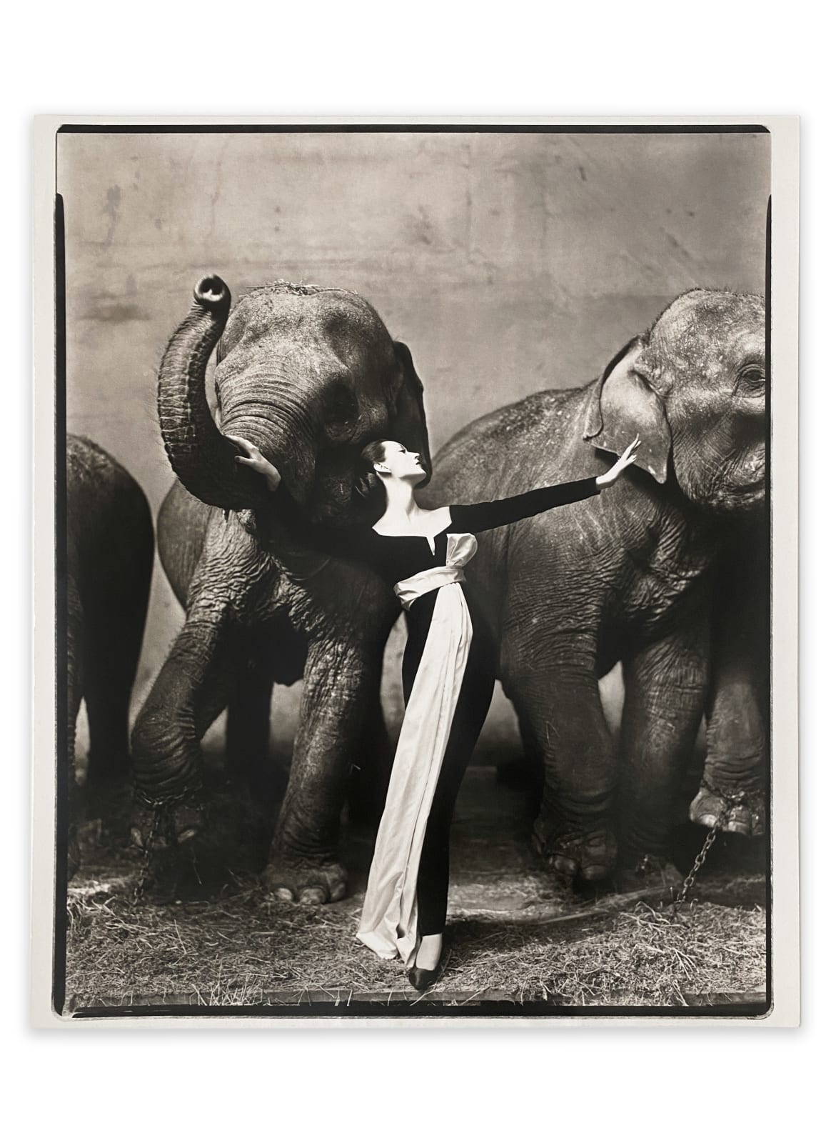 Richard Avedon, Dovima with elephants, Evening dress by Dior, Cirque d'Hiver, Paris, August , 1955
