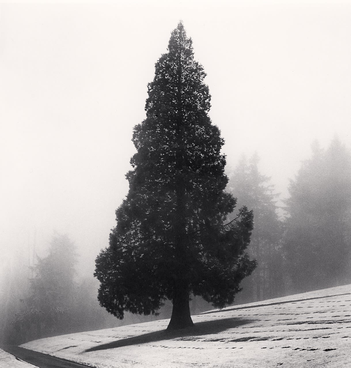 Michael Kenna, Cemetery Tree, Portland, Oregon, USA, 2022