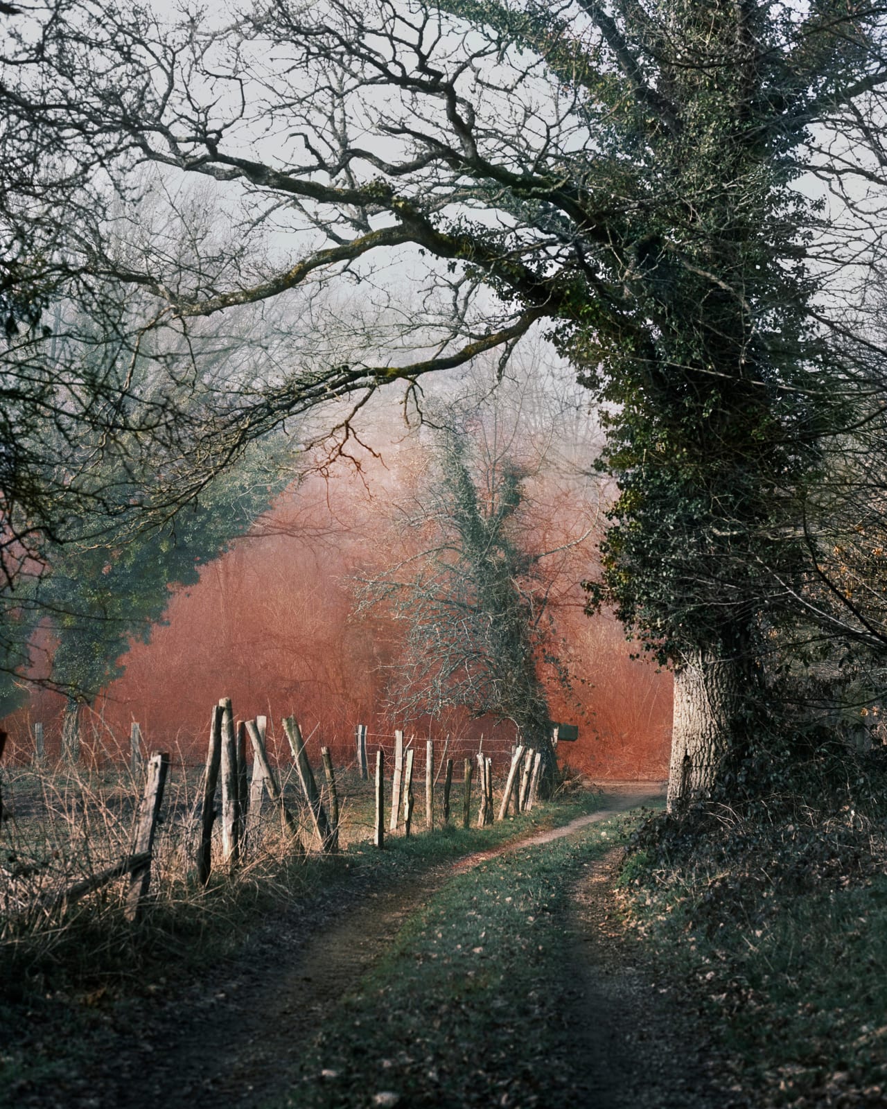 Vee Speers, Untitled #5, Phoenix, 2020