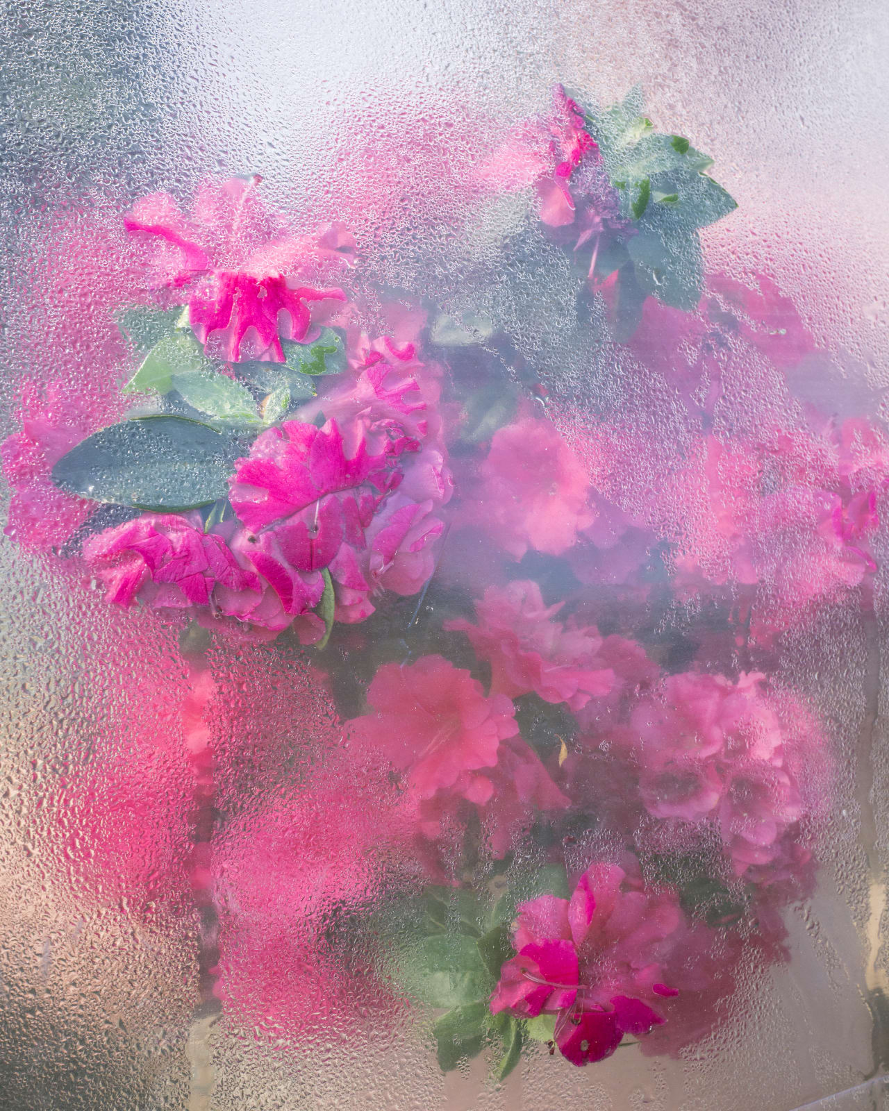 Cig Harvey, Azaleas Pressing, Rockport, Maine, 2018