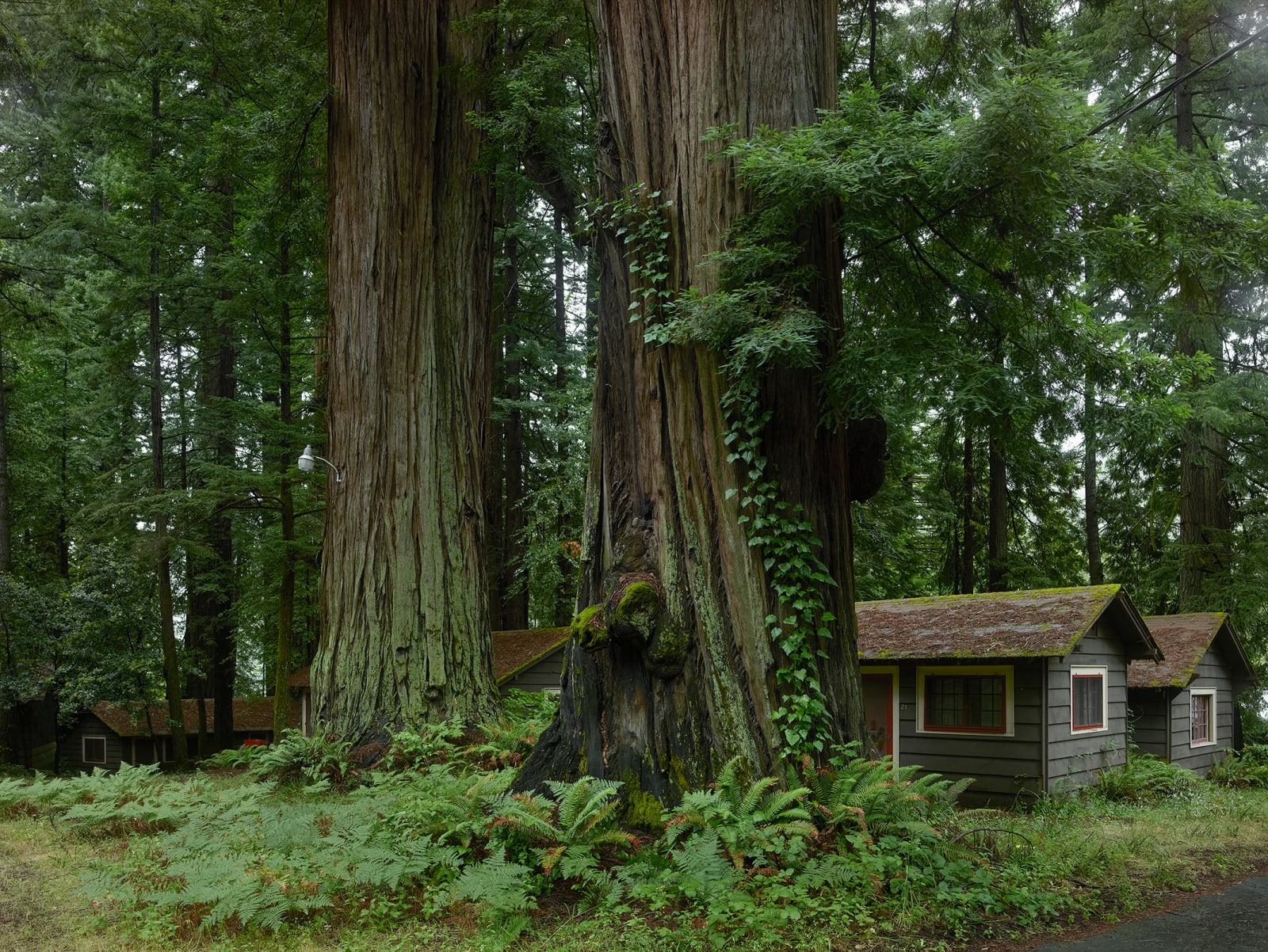 Josef Hoflehner, Redwood Motel, Mendocino County, California, 2013