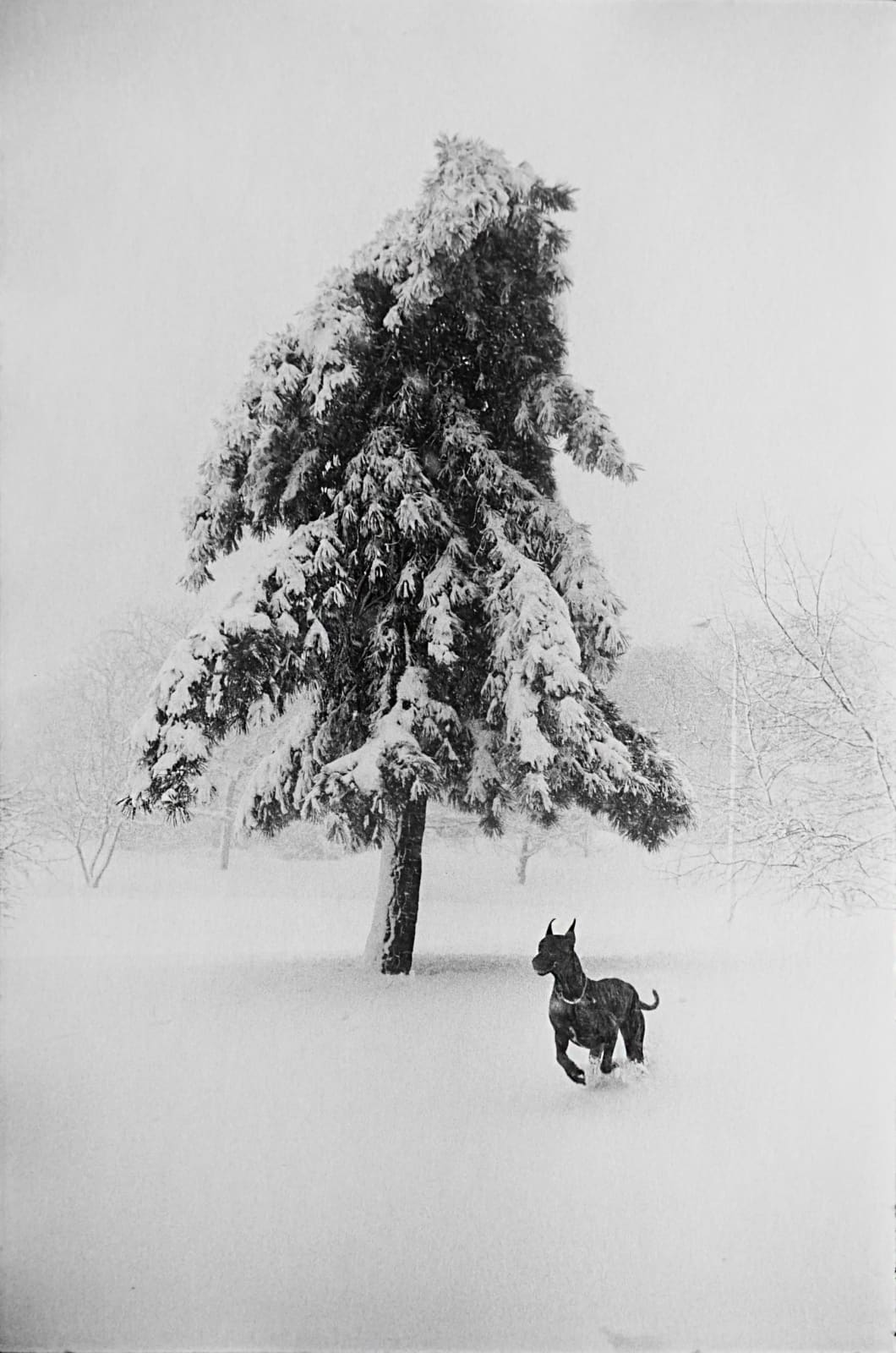 Garry Winogrand, New York City (large dog running in snow, tree), 1968