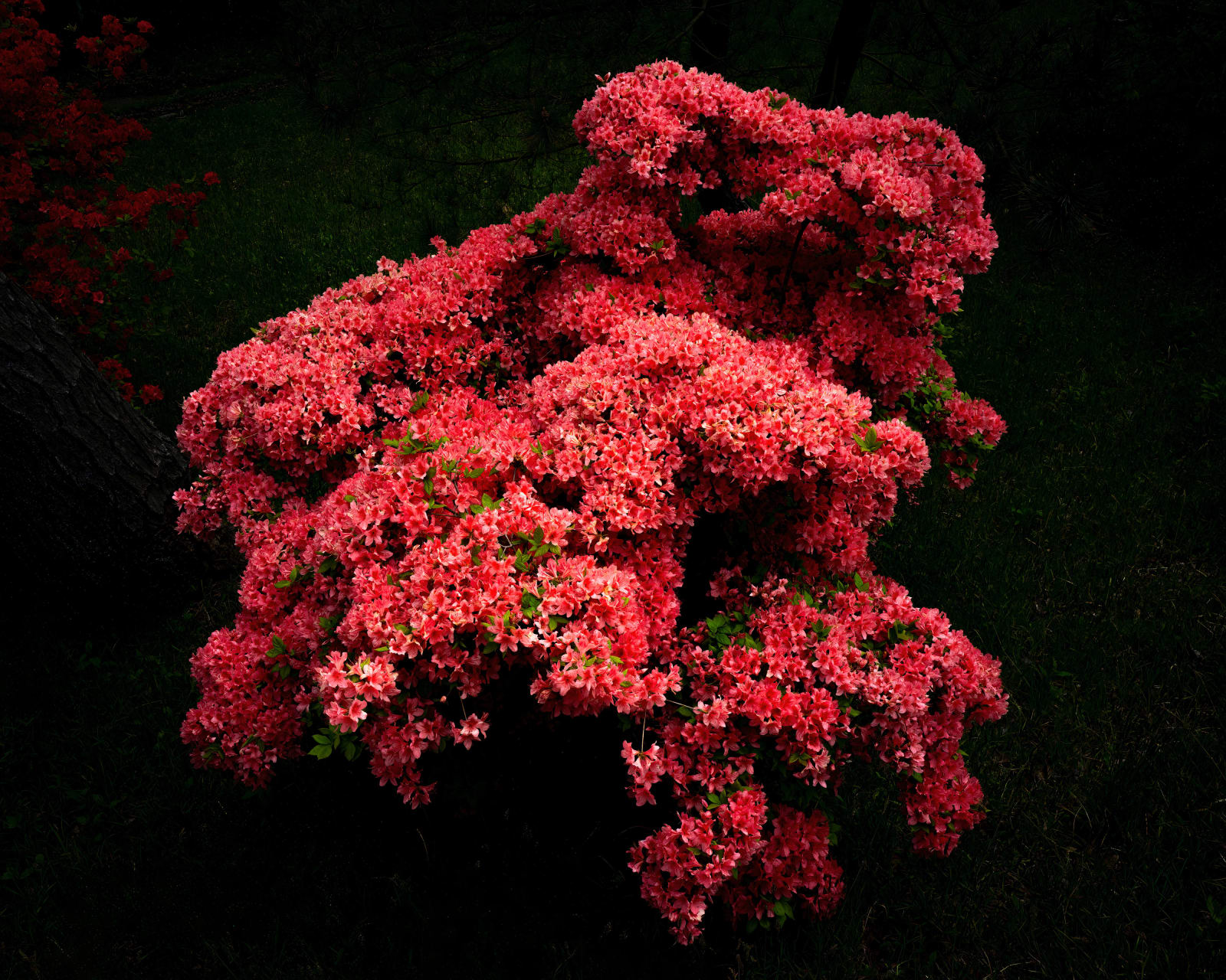 Cig Harvey, Azalea Bush (Glowing), Japan, 2023