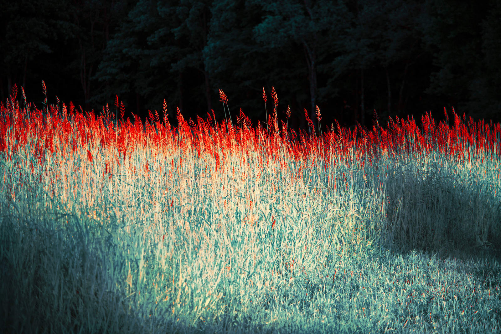Erik Madigan Heck, Red Grasses, The Garden, 2019