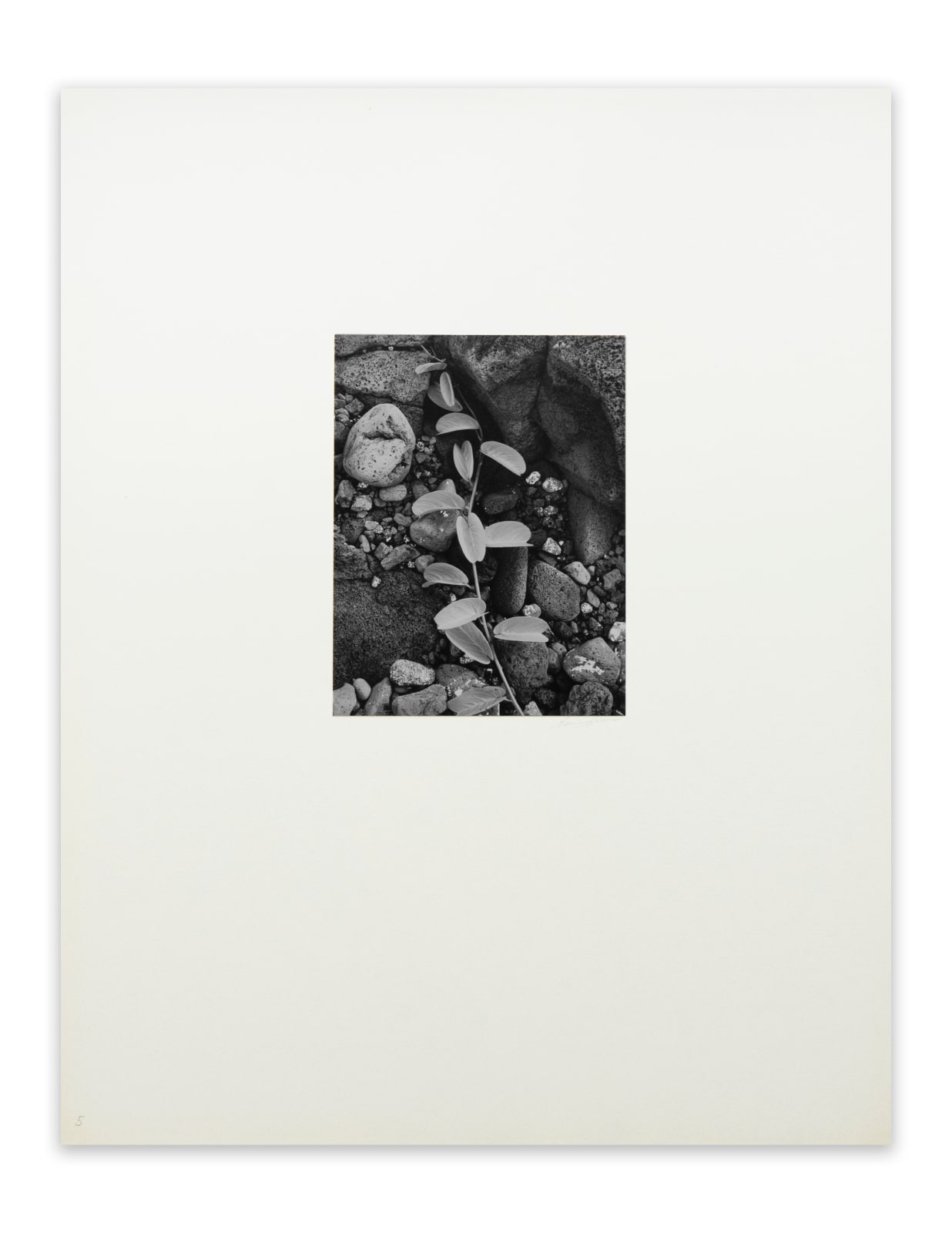 Ansel Adams, Vine and Rock, Island of Hawaii, 1948
