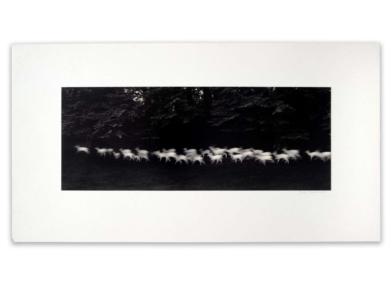 Paul Caponigro, Running White Deer, County Wicklow, Ireland, 1967