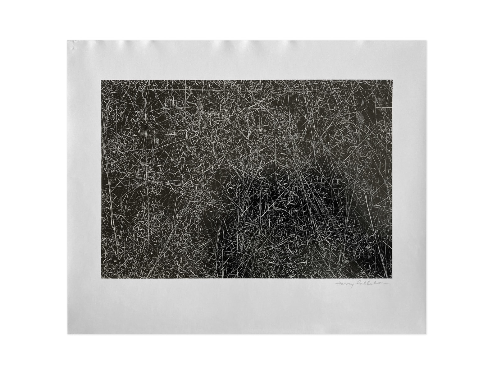 Harry Callahan, Rhode Island (Grasses), 1965