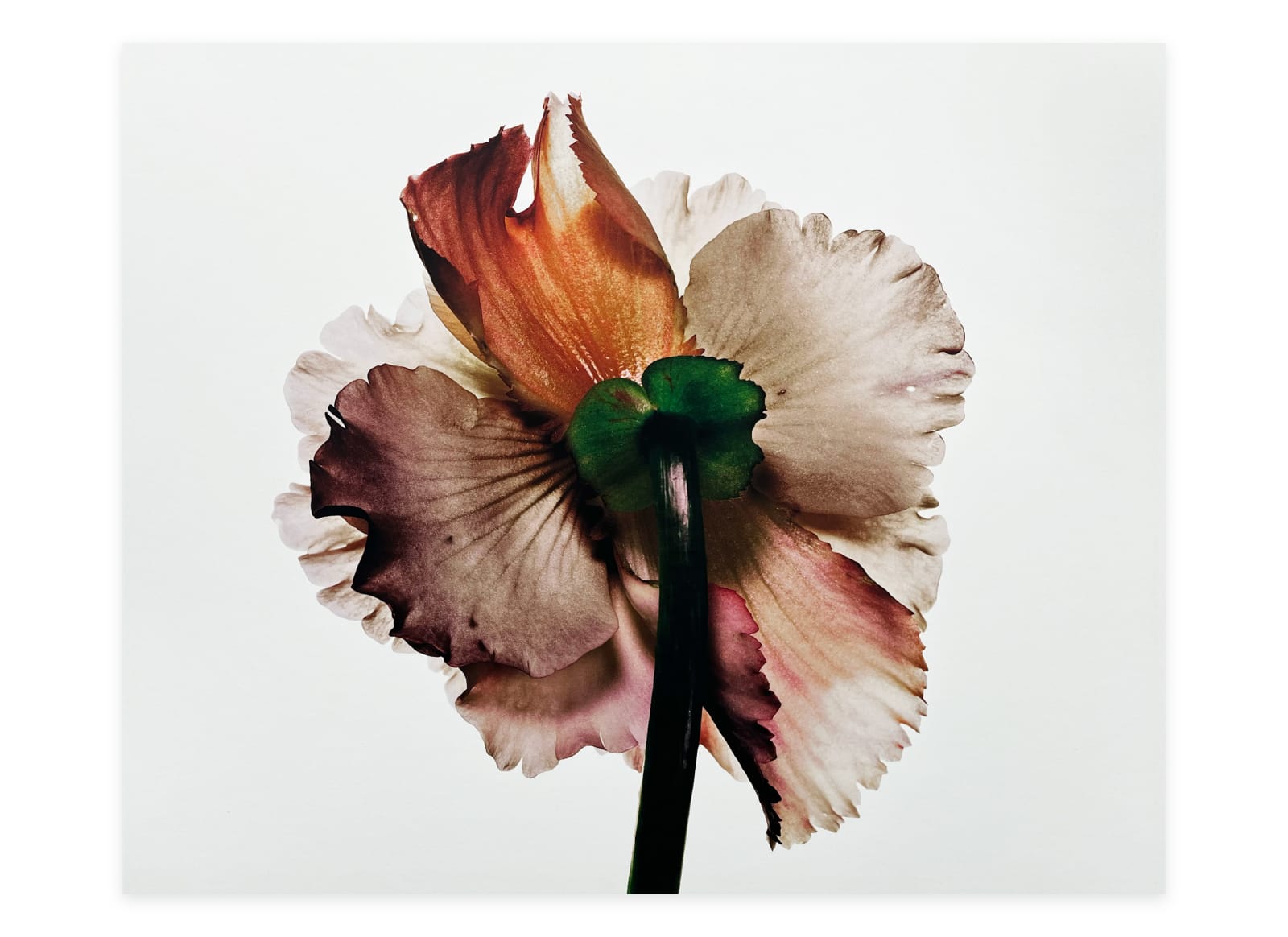 Irving Penn, Tuberous Begonia, New York, 1973