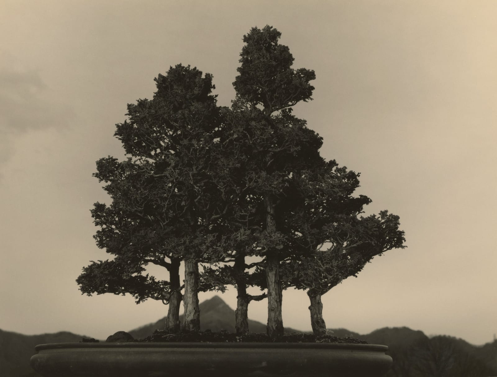 Yamamoto Masao, Bonsai #4015, 2018