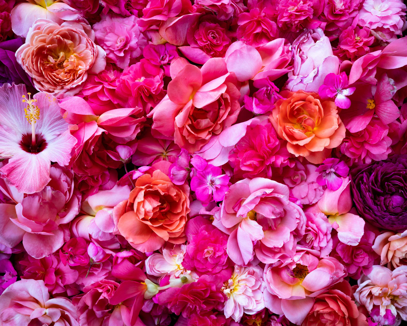 Cig Harvey, All the Pink Flowers, Rockport, Maine, 2020