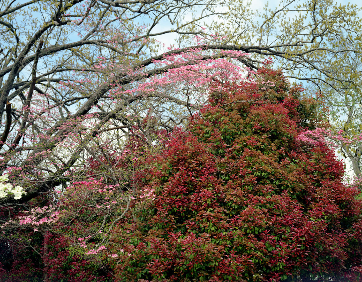 Angela West, My 33rd Spring, #6, 2003