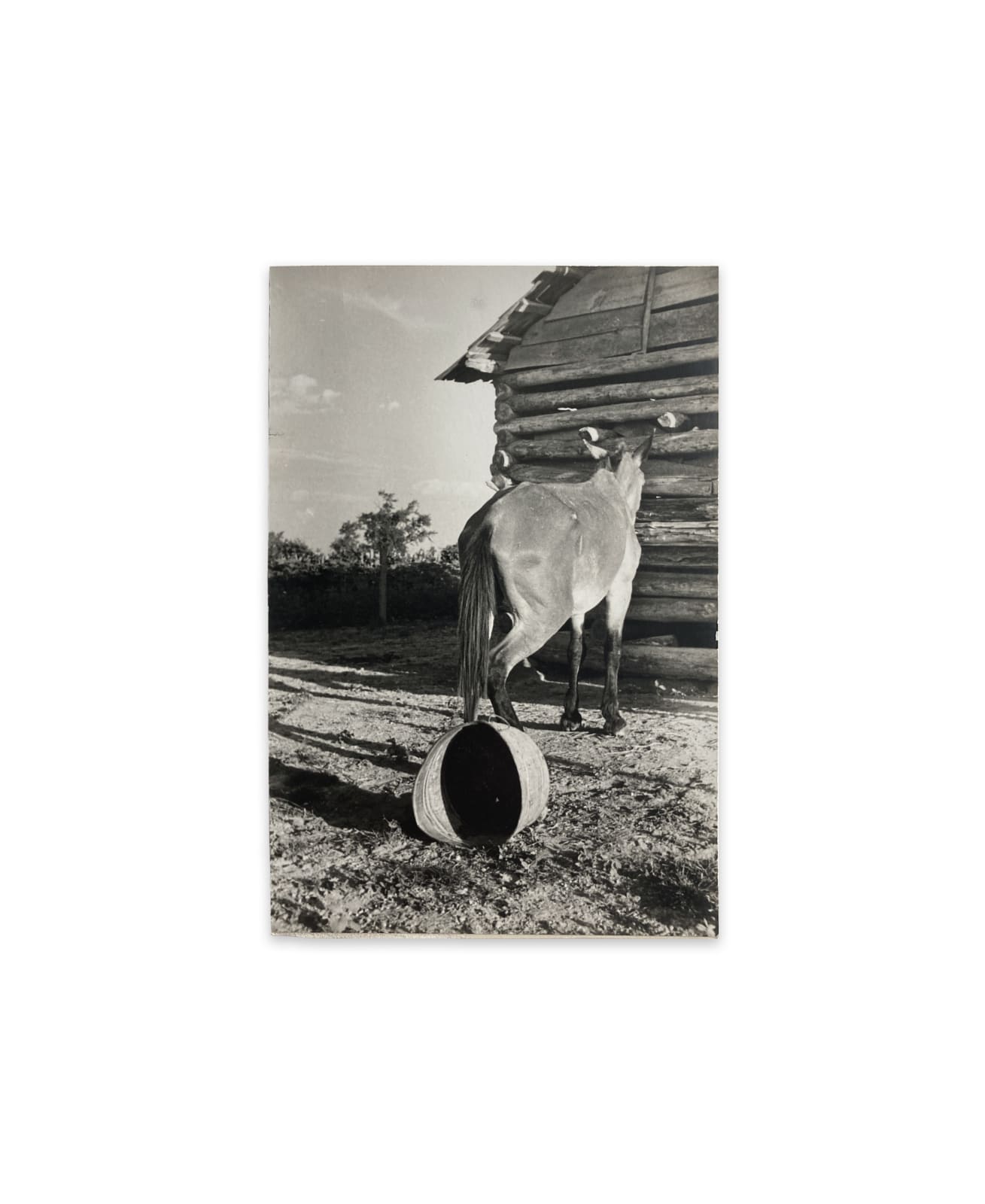 Walker Evans, Untitled (Mule and Overturned Bucket), 1937