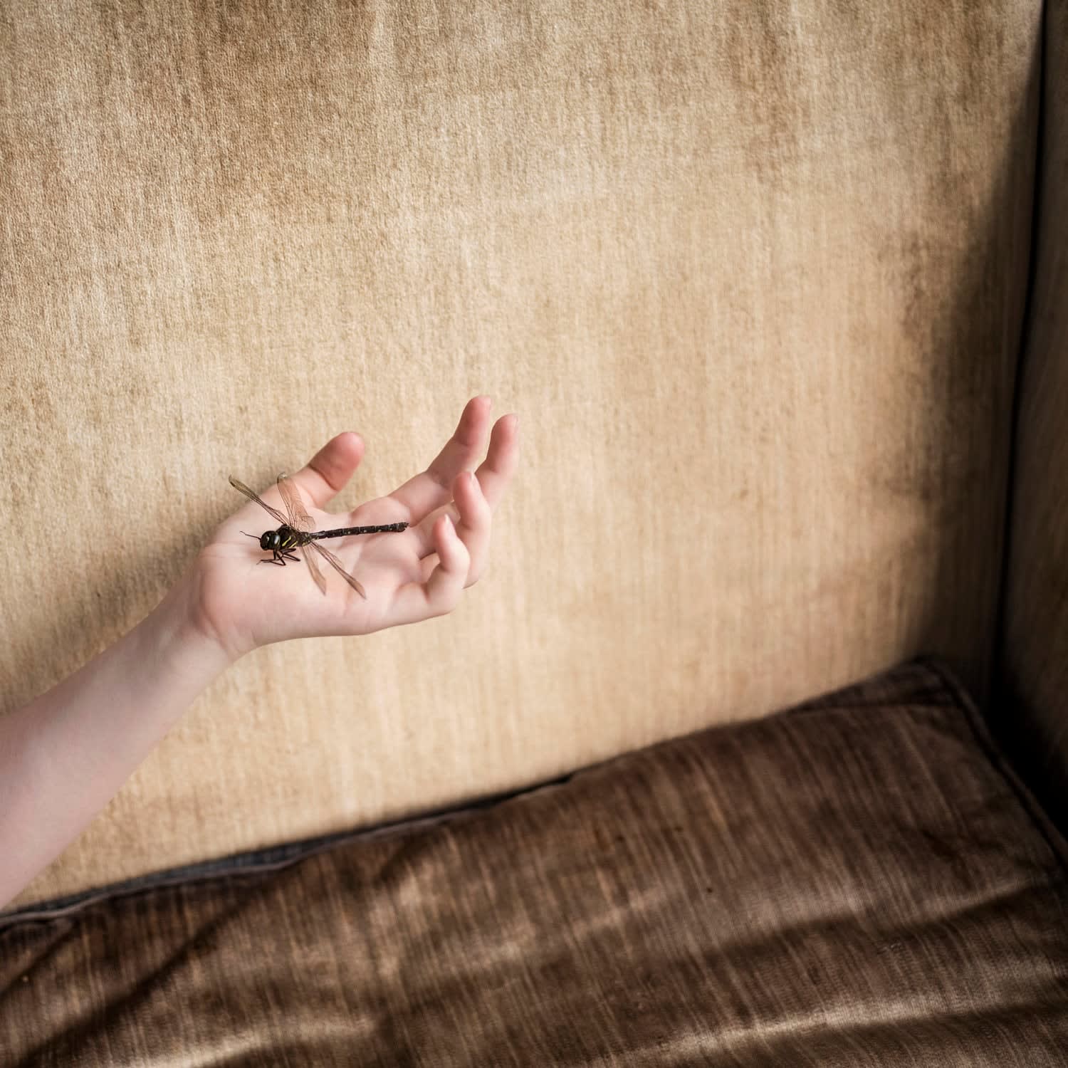 Cig Harvey, Dragonfly, Rockland, Maine, 2015