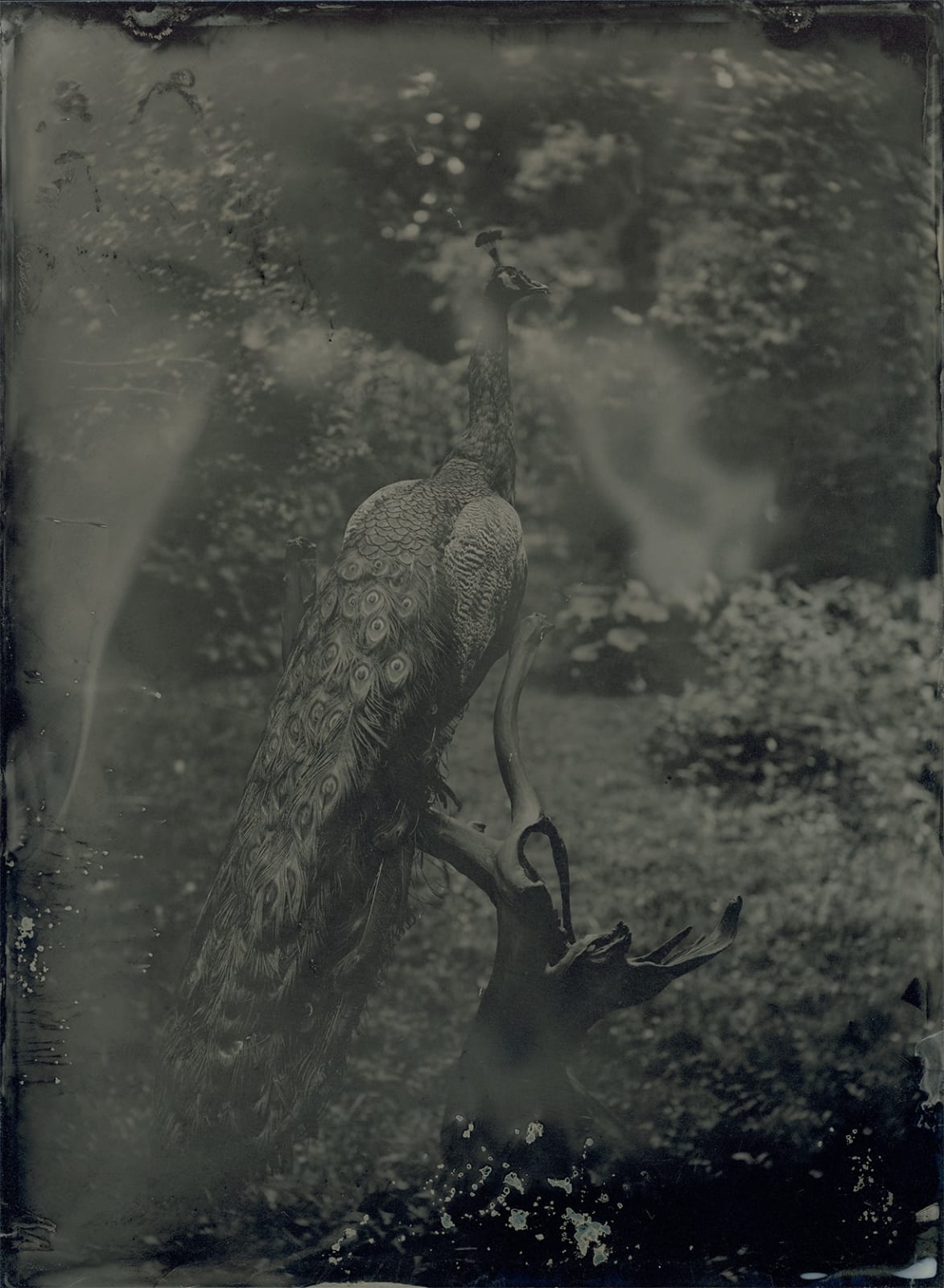 Yamamoto Masao, Ambrotype #58, 2022