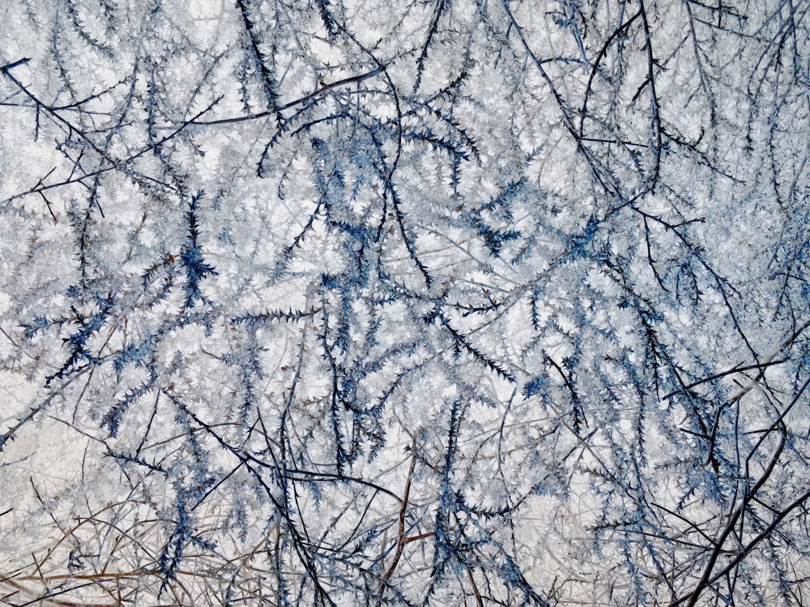 Richard Misrach, IPS #5957 (Scrub #51), 2014