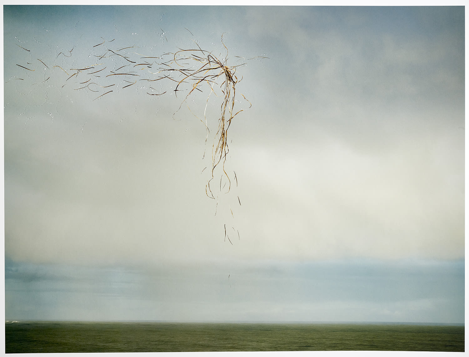 Tabitha Soren, Birds of Paradise, 2020