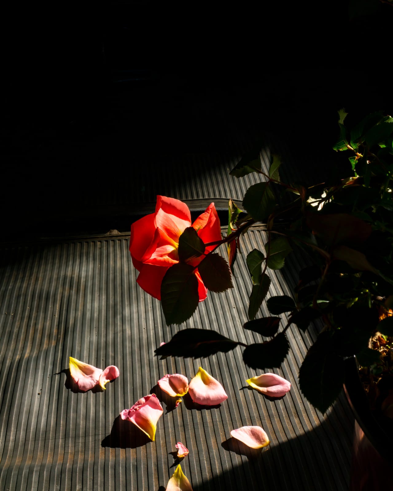 Cig Harvey, Lady of Shalott, Lincolnville, Maine, 2020