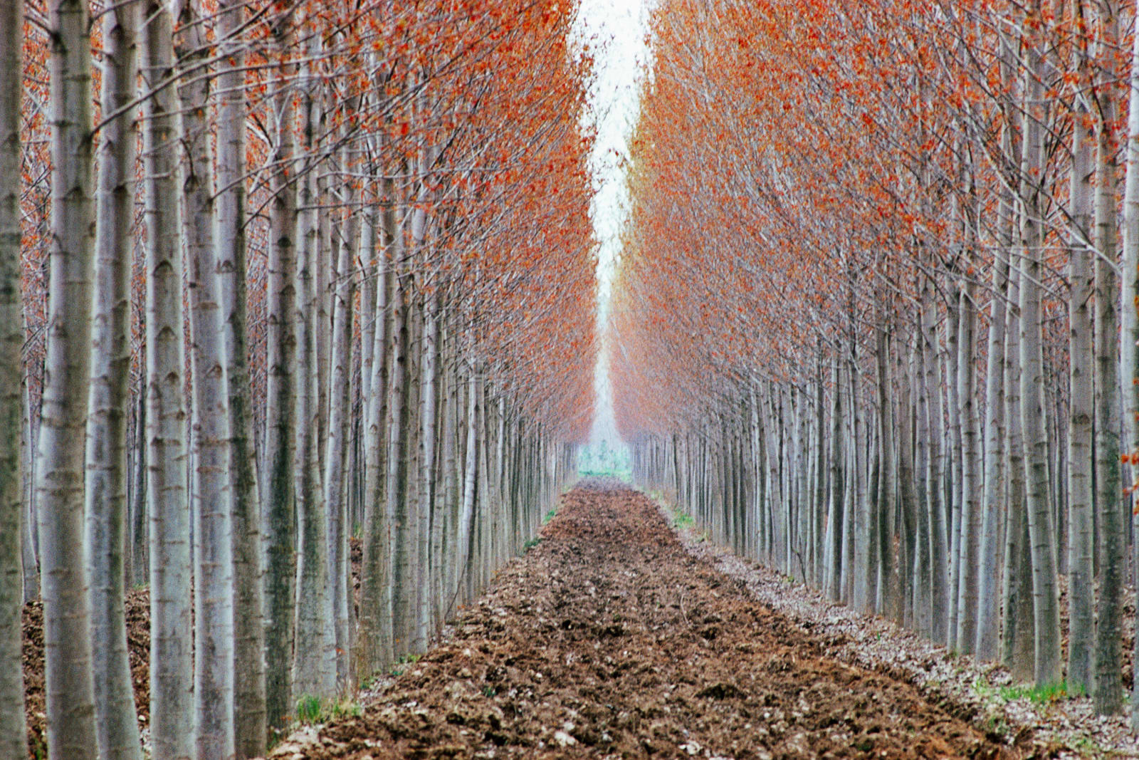Ernst Haas, Po Valley, Italy , 1978