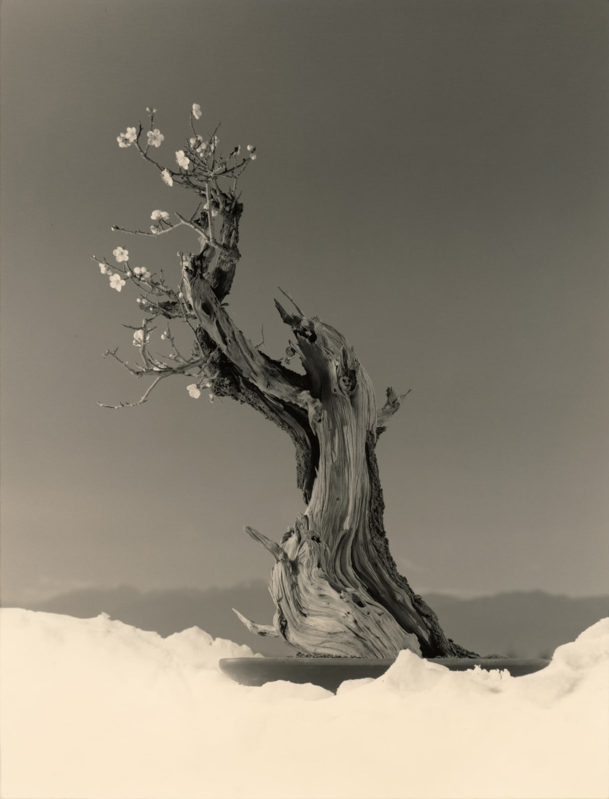 Yamamoto Masao, Bonsai #4023, 2019