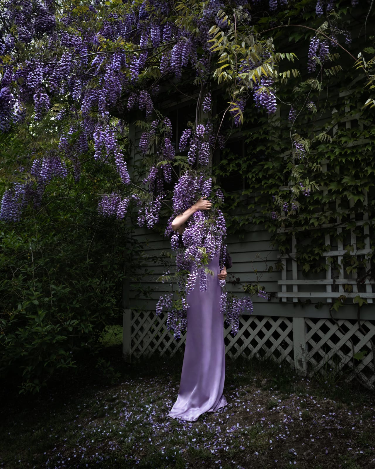 Cig Harvey, Grasping Wisteria, Camden, Maine, 2021