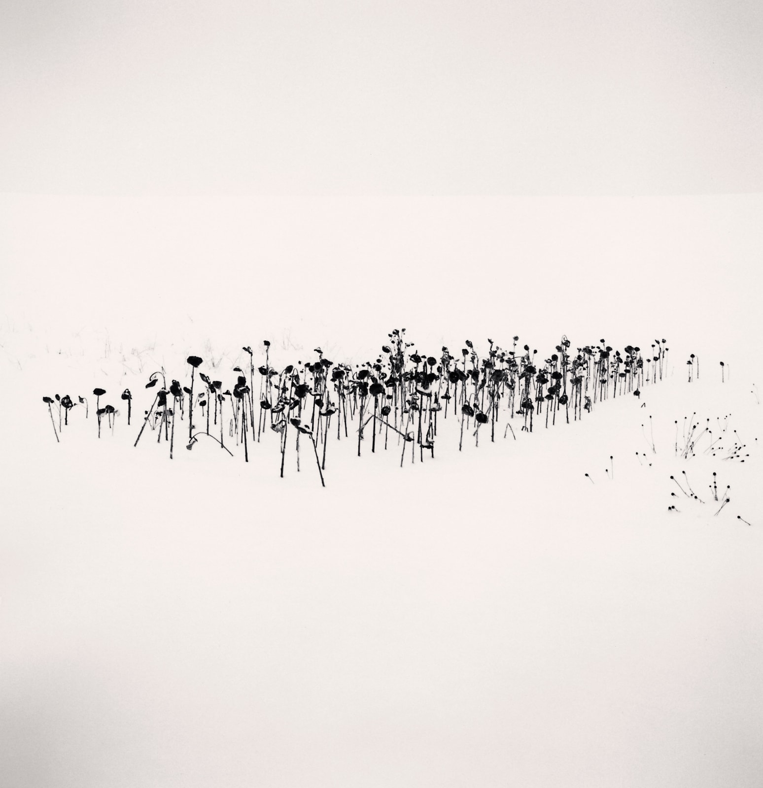 Michael Kenna, Sunflowers, Sanai, Hokkaido, Japan, 2004