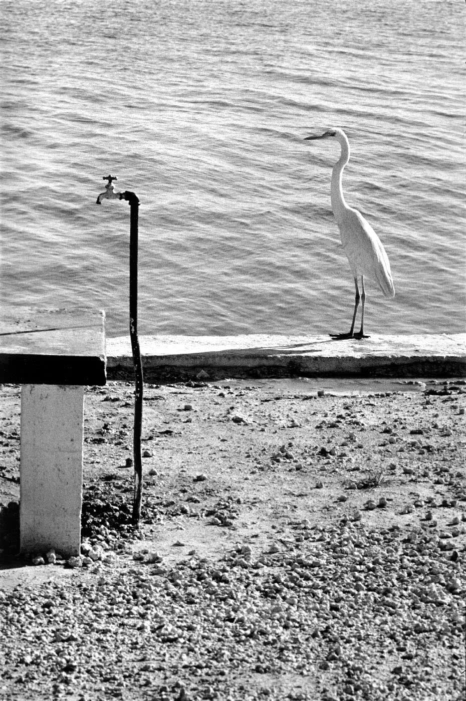 Elliott Erwitt, Florida Keys, 1968