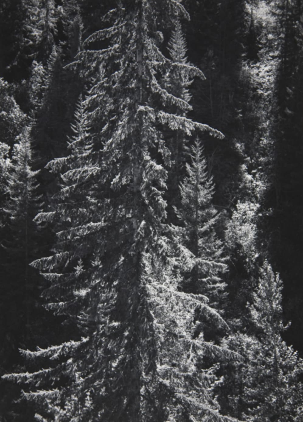 Ansel Adams, Park Creek Forest Into Sun, [Northwest] 4-NW-30, [North Cascades National Park], CA, 1958