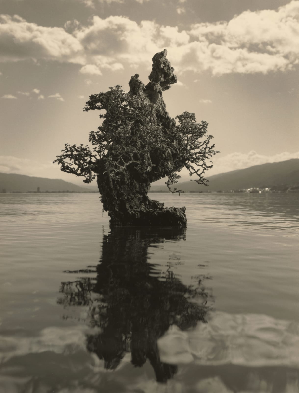 Yamamoto Masao, Bonsai #4038, 2019