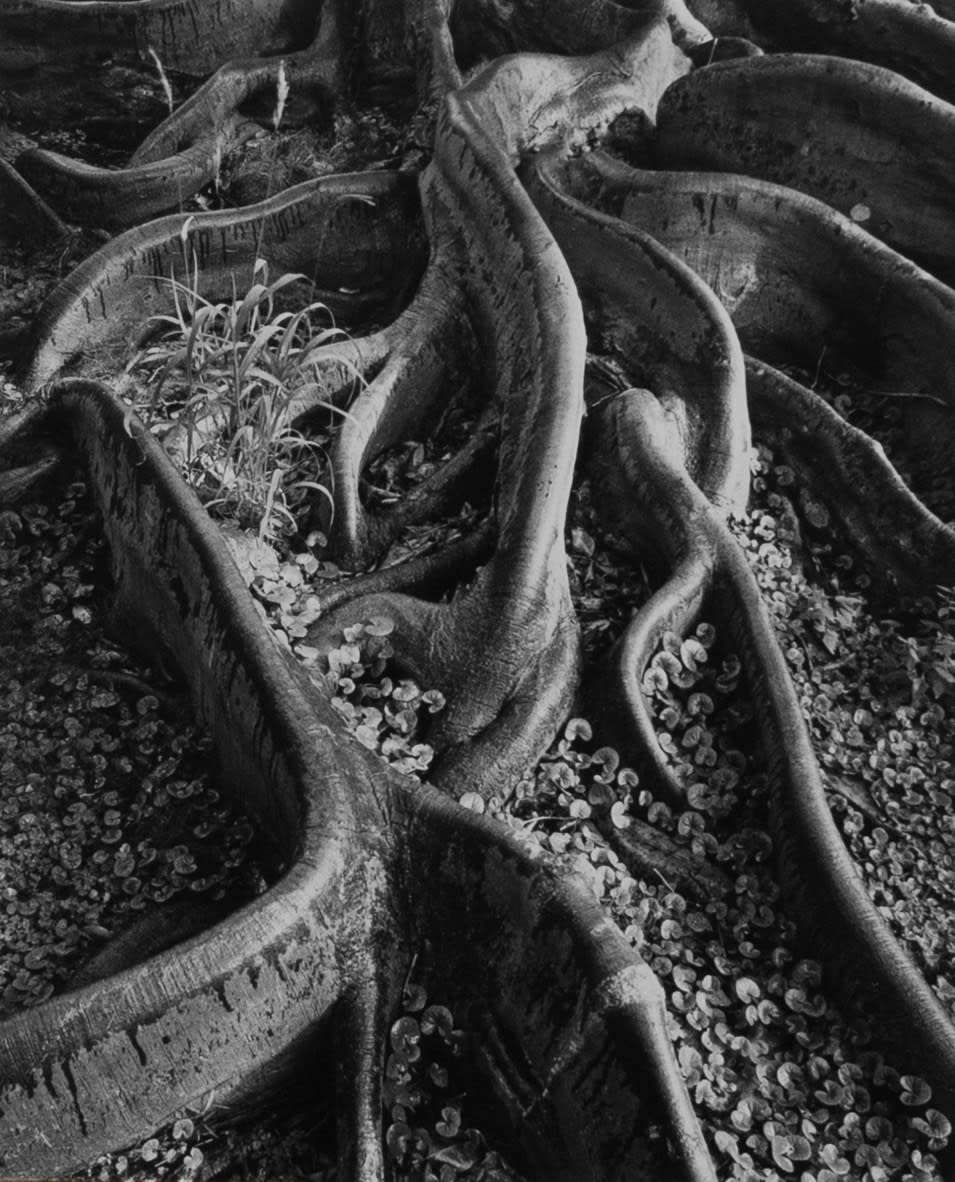 Ansel Adams, Roots, Foster Gardens, Honolulu, 1946