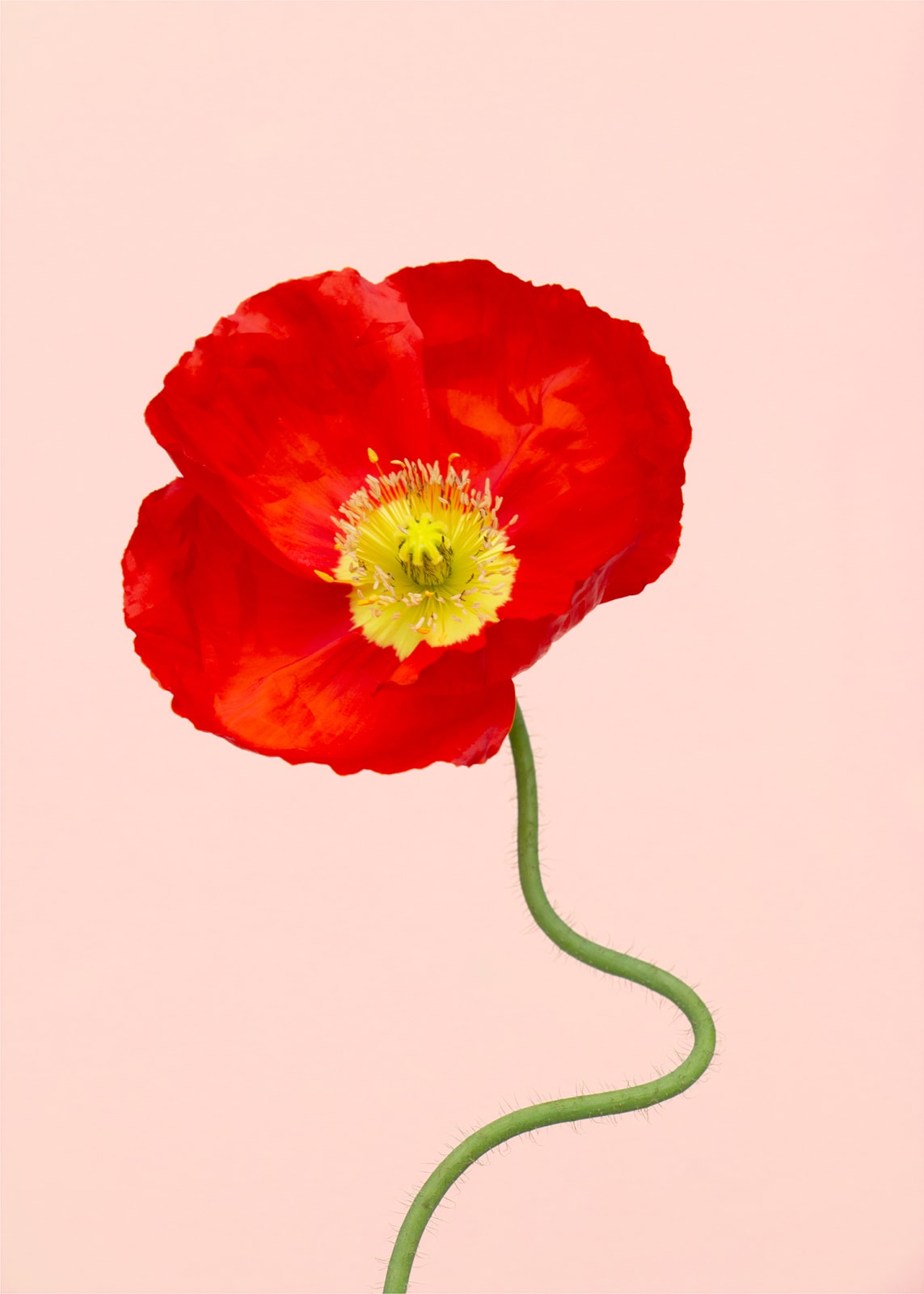 Christy Bush, Poppy, 2022