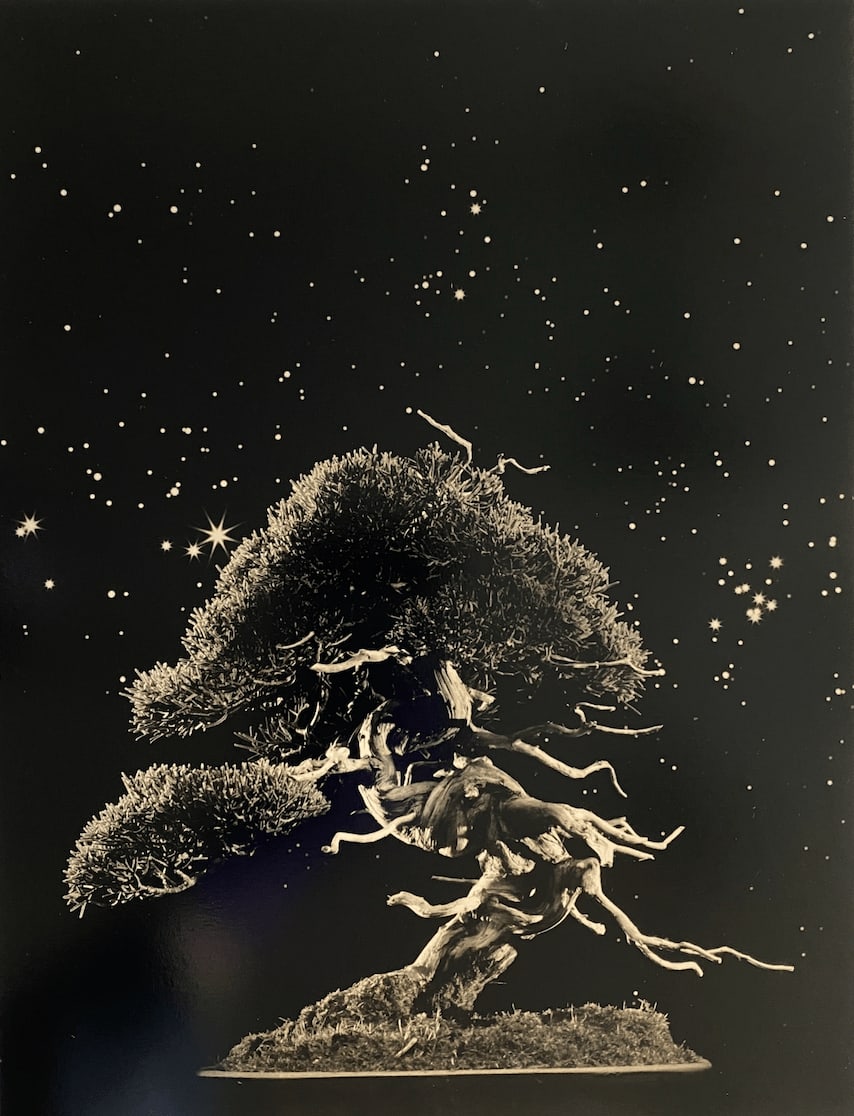 Yamamoto Masao, Bonsai #4051, 2022