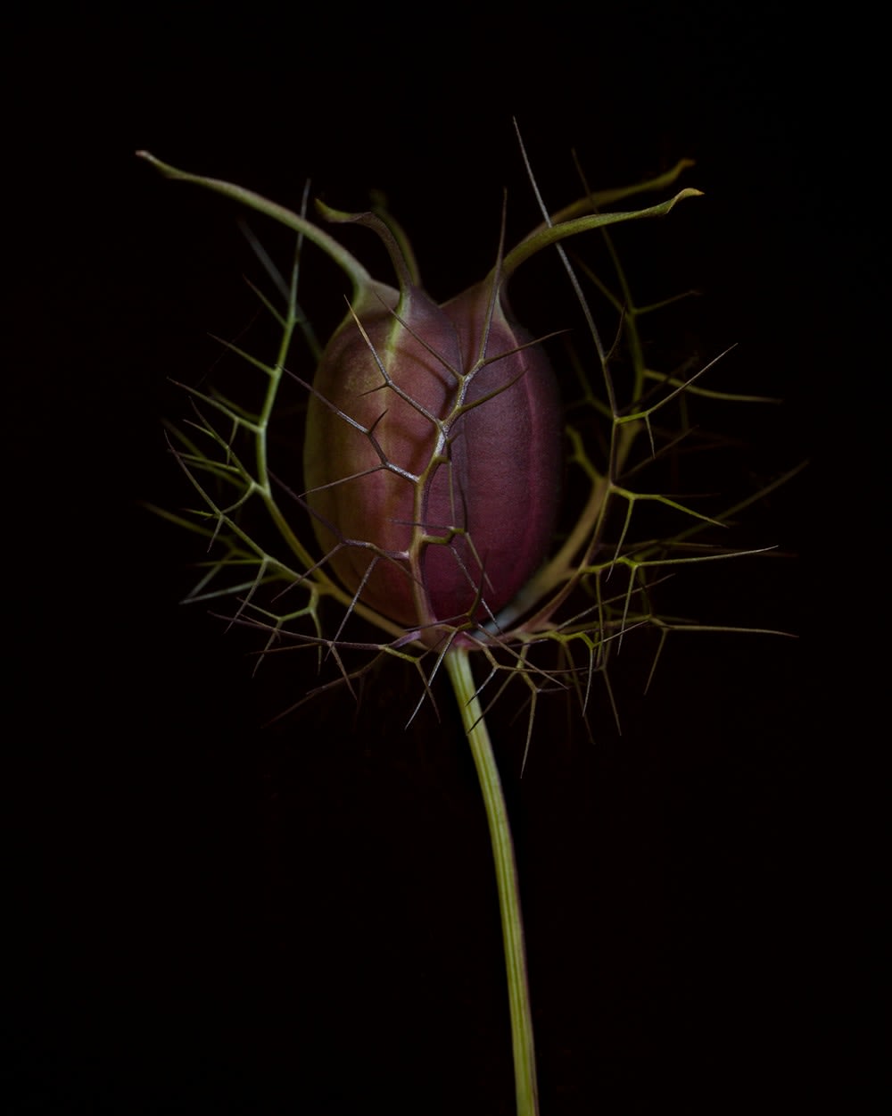 Ron Van Dongen, Nigella damascena (RSL034), 2015