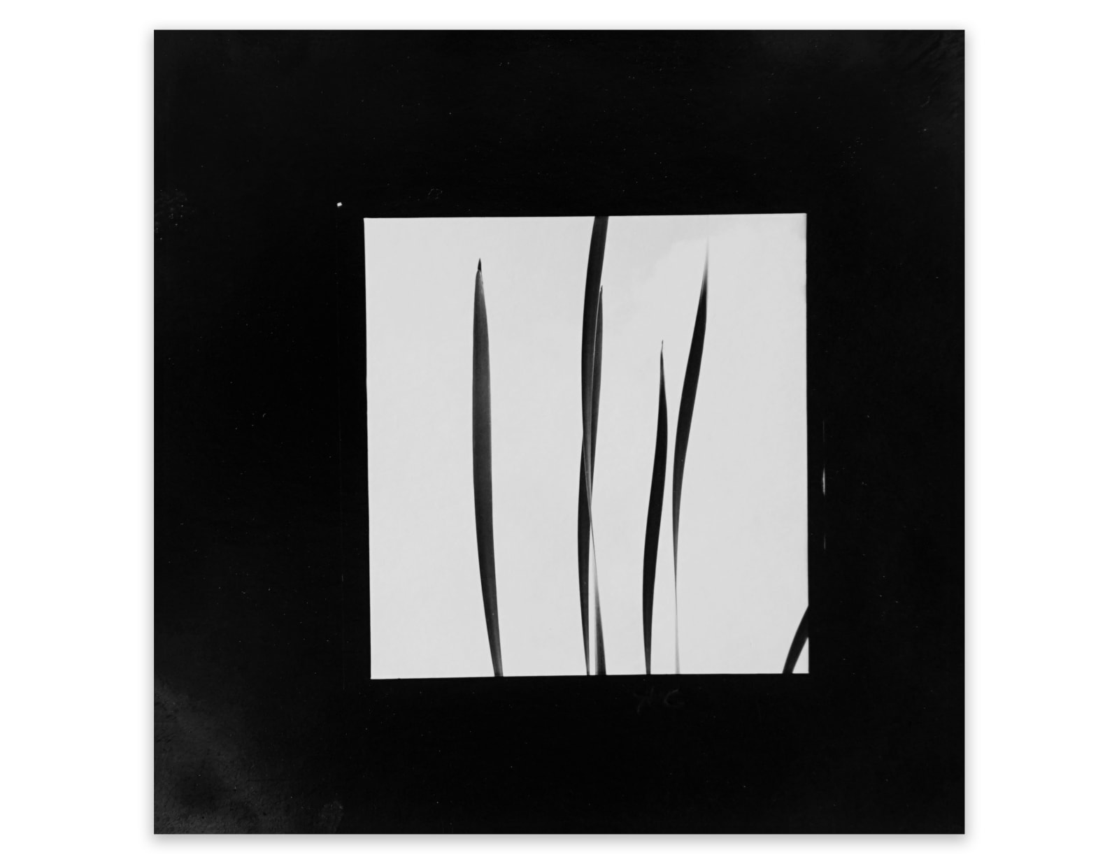 Harry Callahan, Cattails Against Sky, 1948
