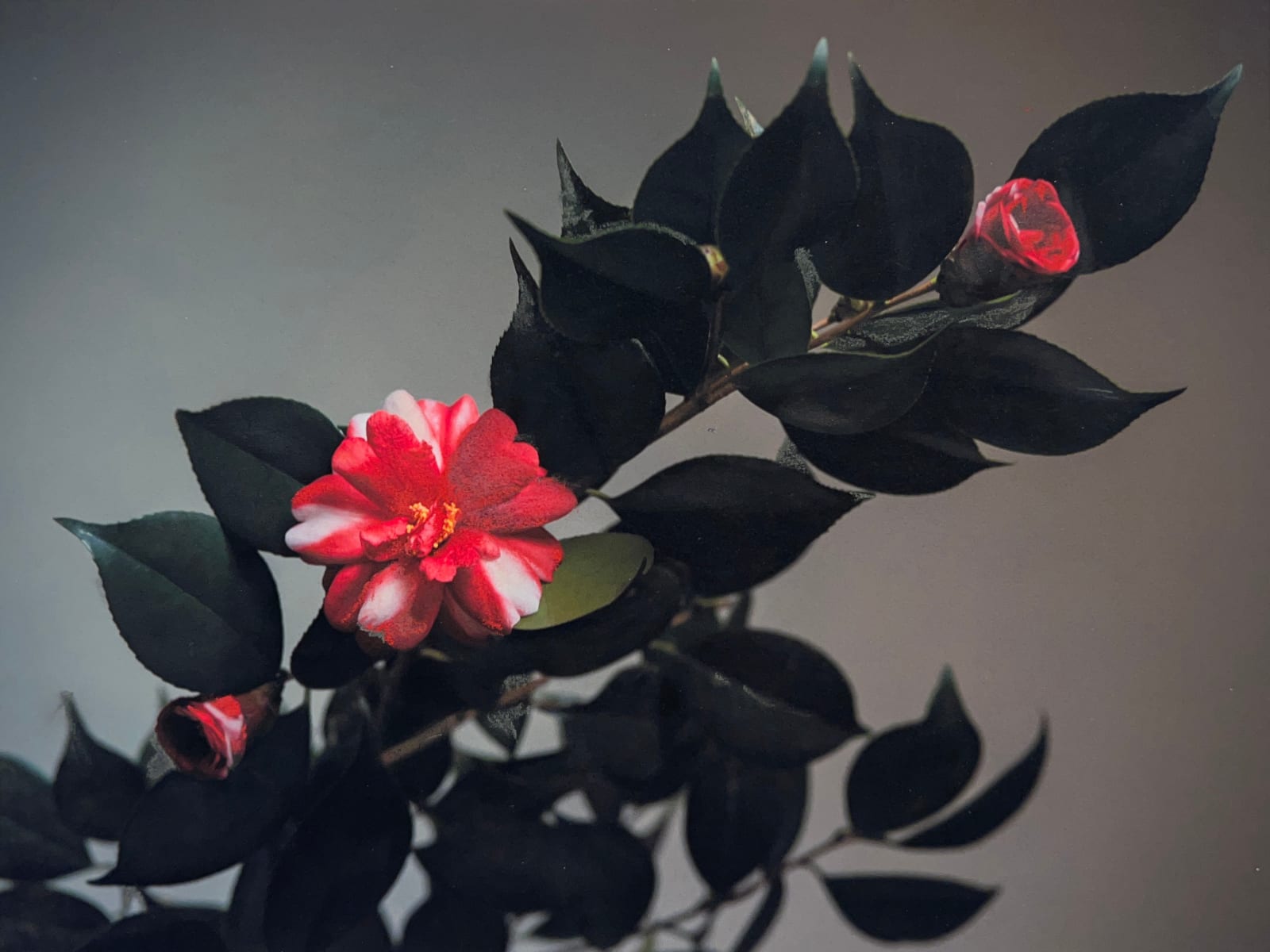 Carolyn Carr, Evening, 2023