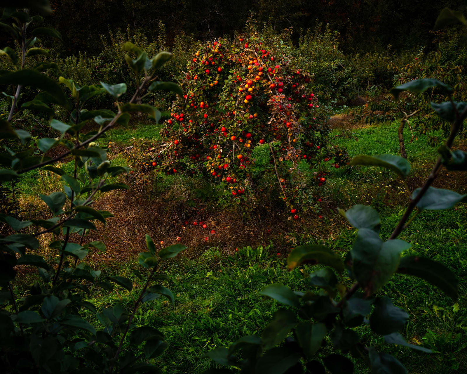 Cig Harvey, Apple Tree (Last Light), Thomaston, Maine, 2021